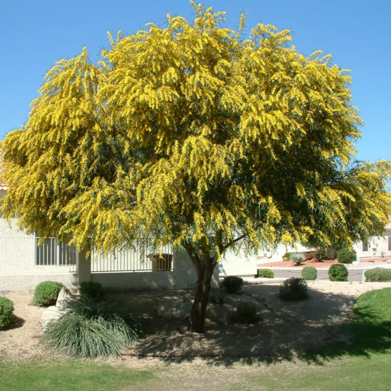 Acacia Saligna (Acacia saligna) in Arizona