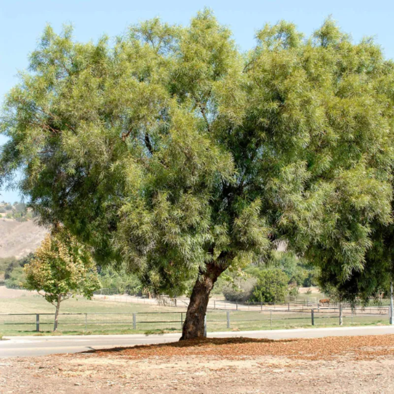 African Sumac (Searsia lancea) in Arizona