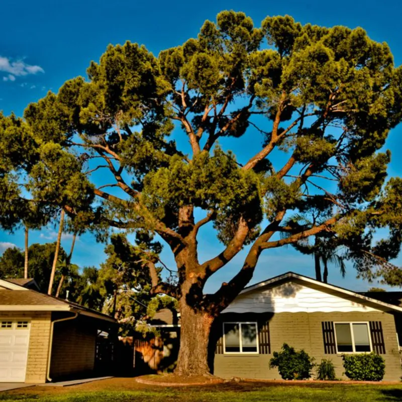 Aleppo Pine (Pinus halepensis) in Arizona