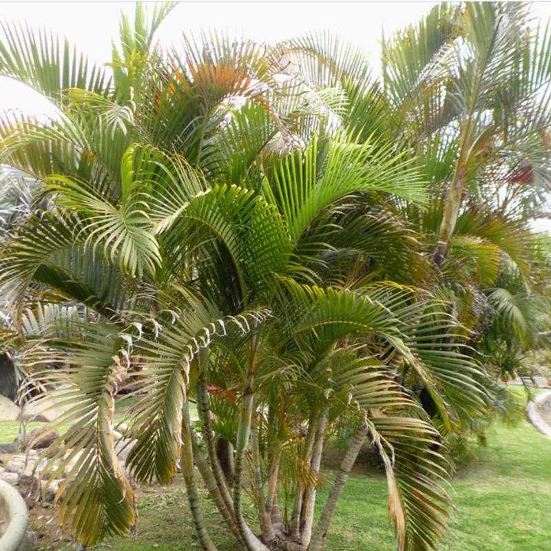 Areca Palm (Dypsis lutescens) in Arizona
