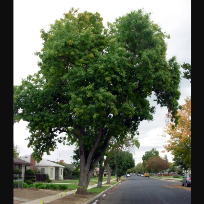 Arizona Ash (Fraxinus velutina) in Arizona