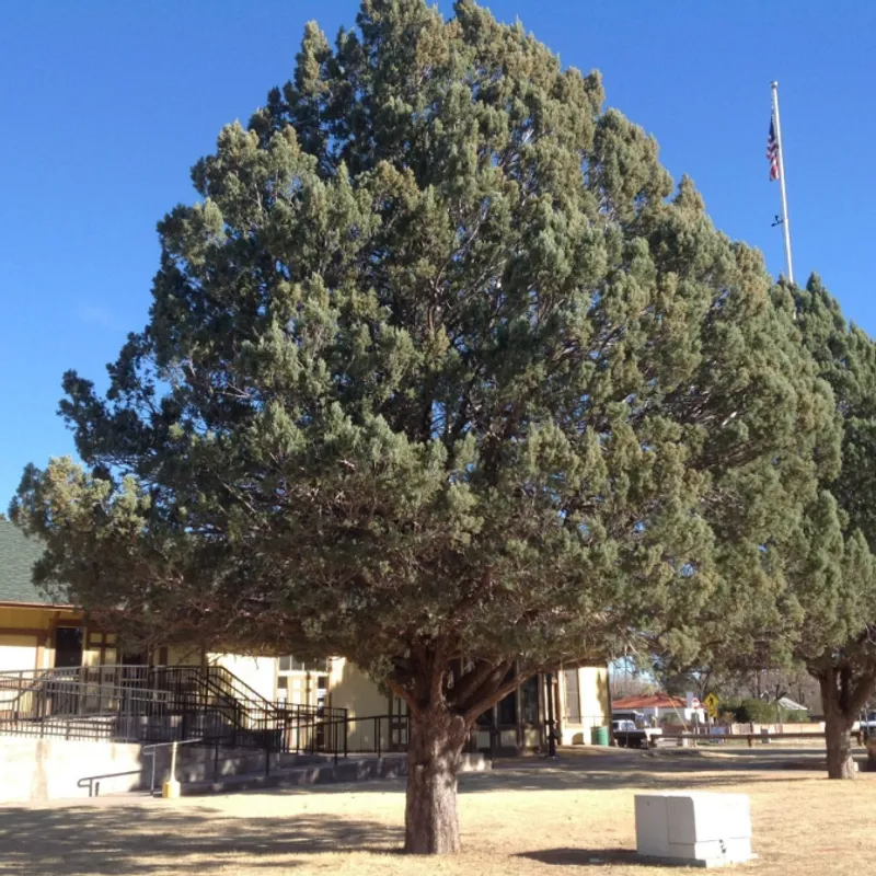 Arizona Cypress (Hesperocyparis arizonica) in Arizona