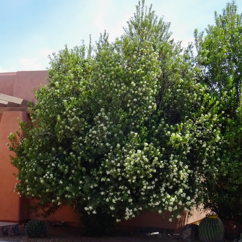 Arizona Rosewood (Vauquelinia californica) in Arizona