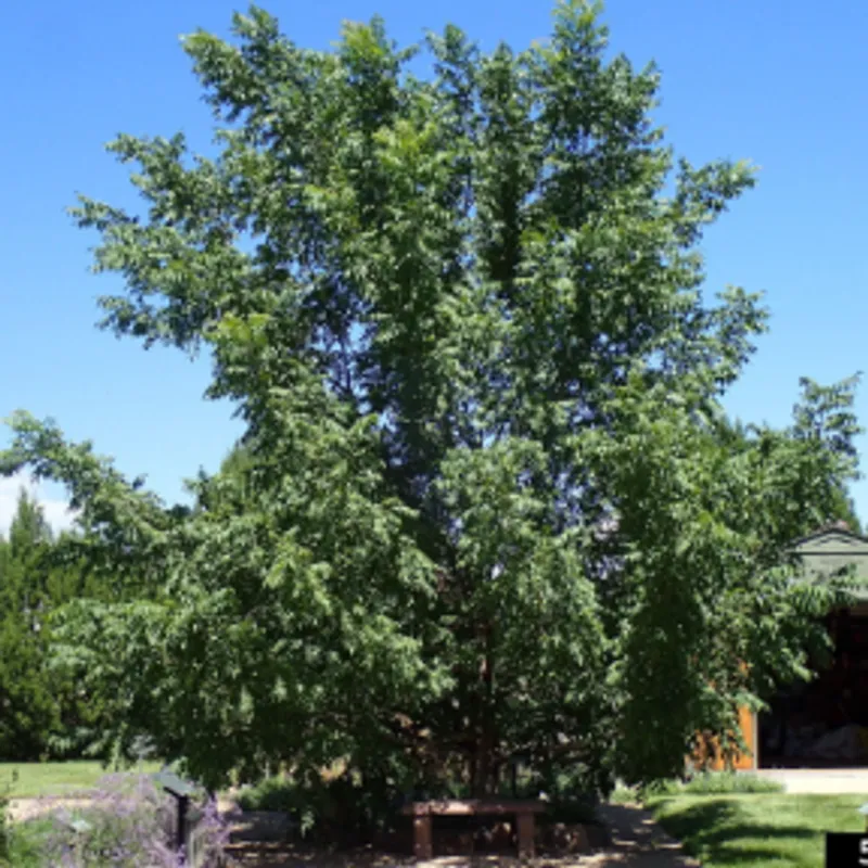 Arizona Walnut (Juglans major) in Arizona