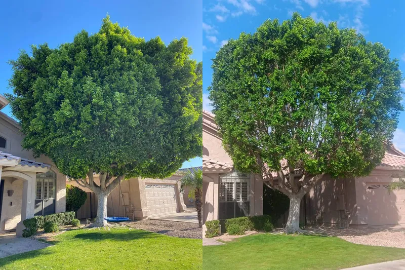 Before and after of a front-yard tree shaped and lifted