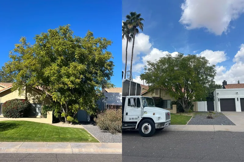 Before and after of a canopy thinned and cleared from the house