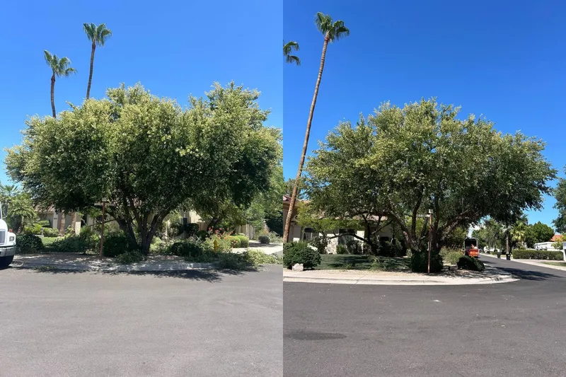Before and after of a mature canopy thinned for monsoon wind