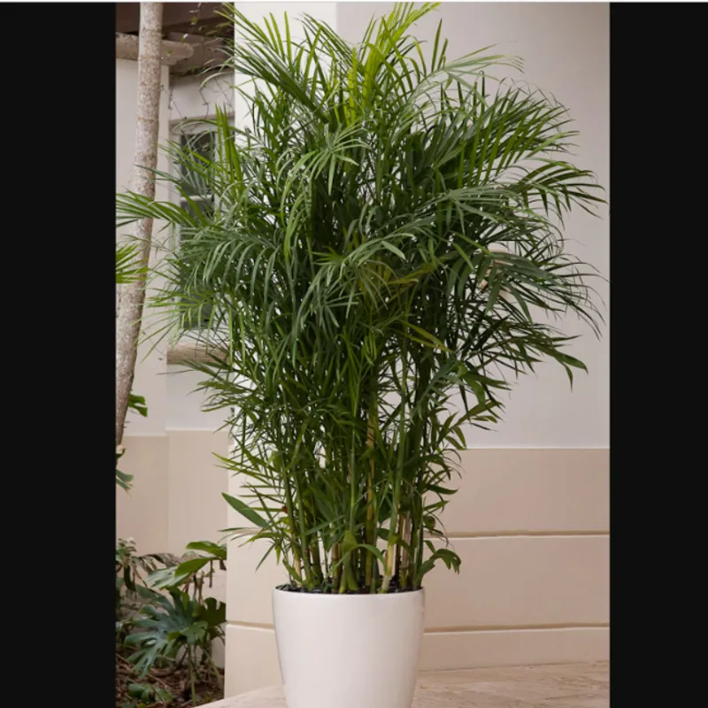Bamboo Palm (Chamaedorea seifrizii) in Arizona