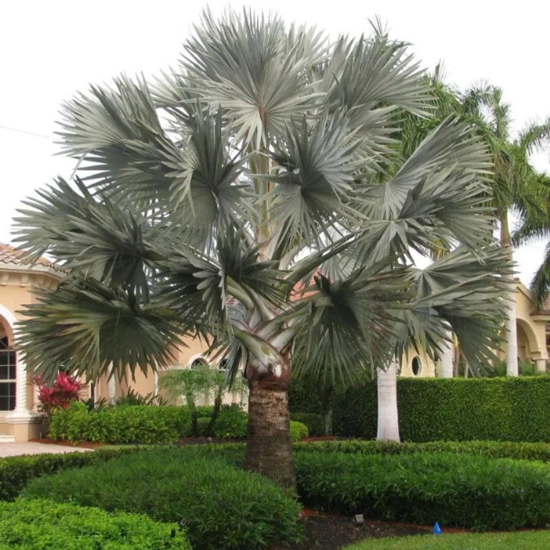 Bismarck Palm (Bismarckia nobilis) in Arizona