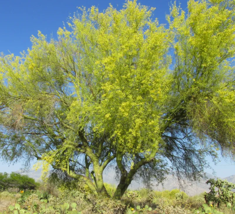 Blue Palo Verde (Parkinsonia florida) in Arizona