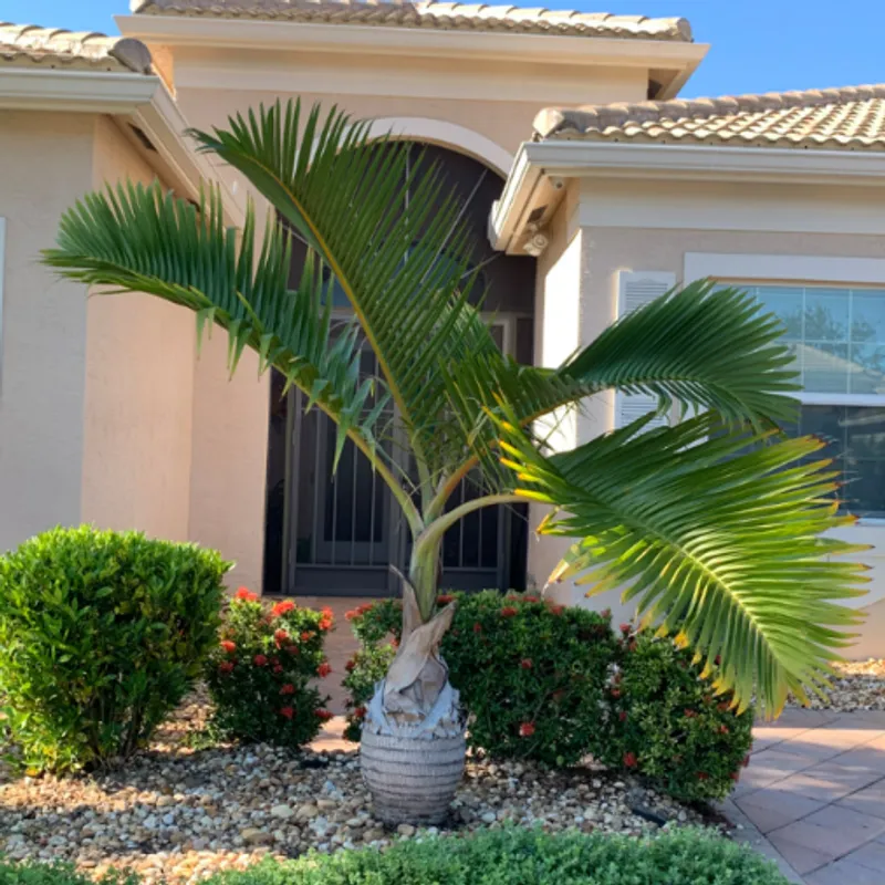 Bottle Palm (Hyophorbe lagenicaulis) in Arizona