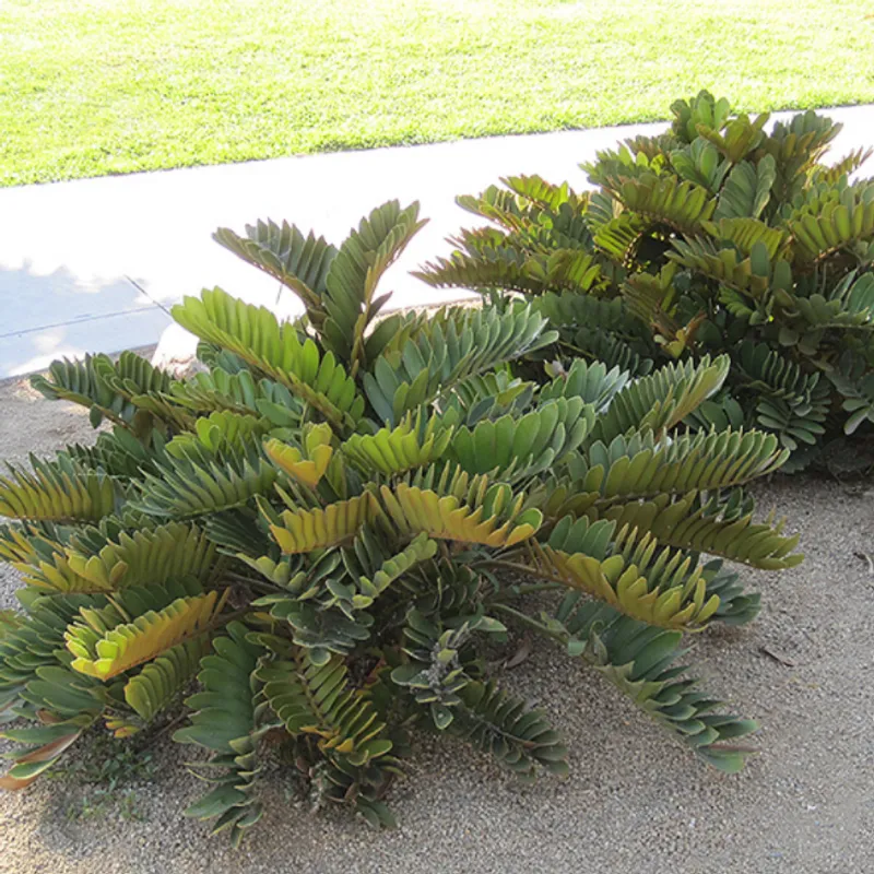 Cardboard Palm (Zamia furfuracea) in Arizona