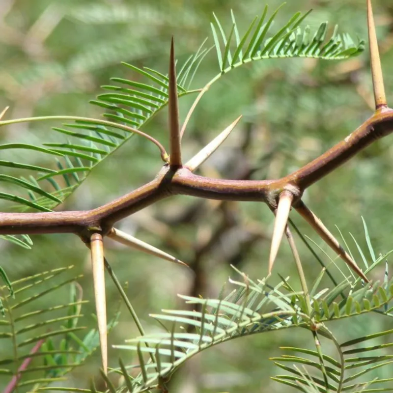 Chilean Mesquite (Prosopis chilensis) in Arizona