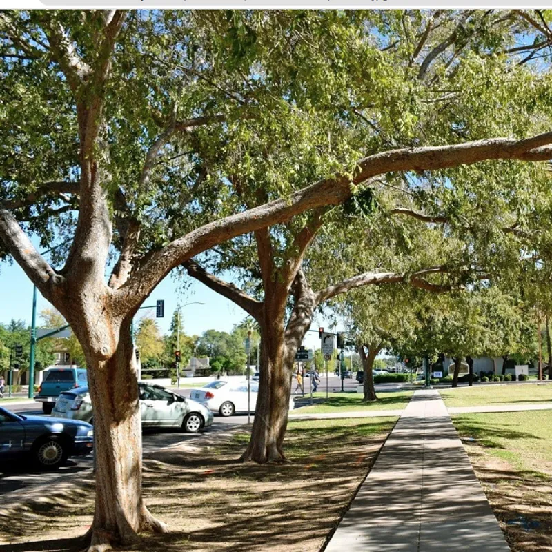 Chinese Elm (Ulmus parvifolia) in Arizona