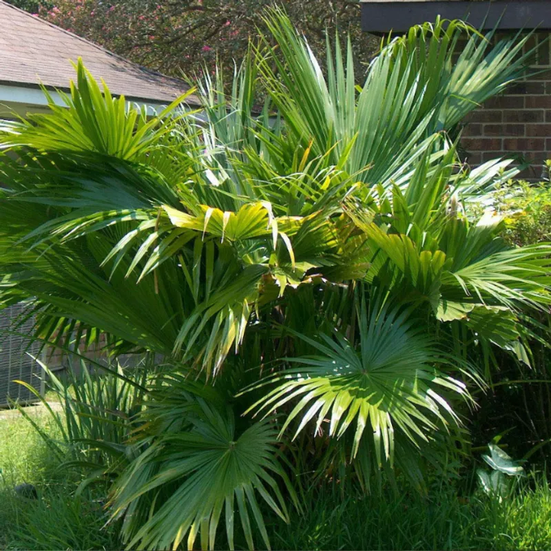 Chinese Fan Palm (Livistona chinensis) in Arizona