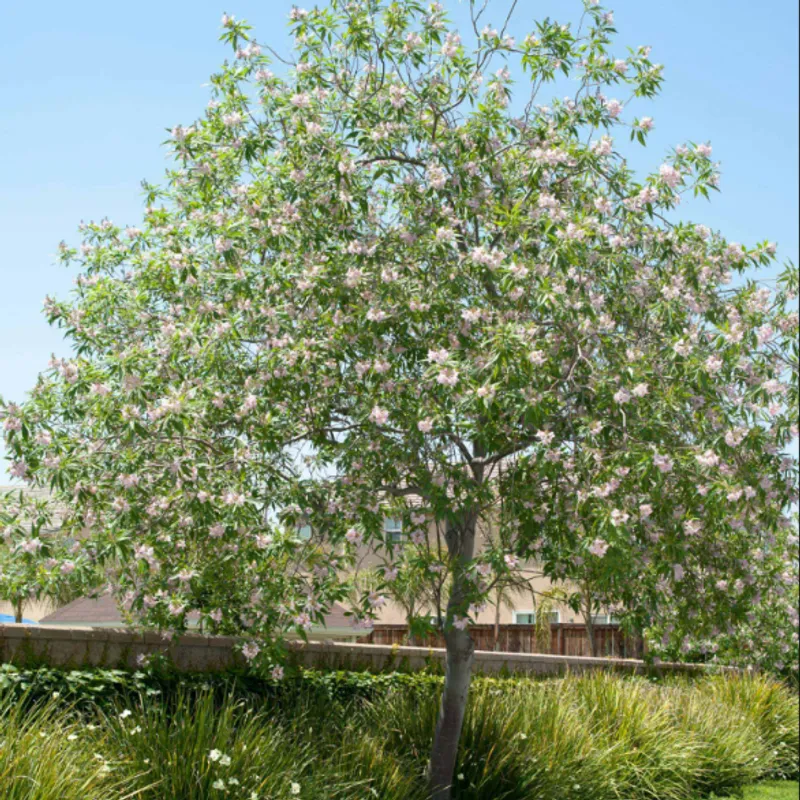 Chitalpa (× Chitalpa tashkentensis) in Arizona