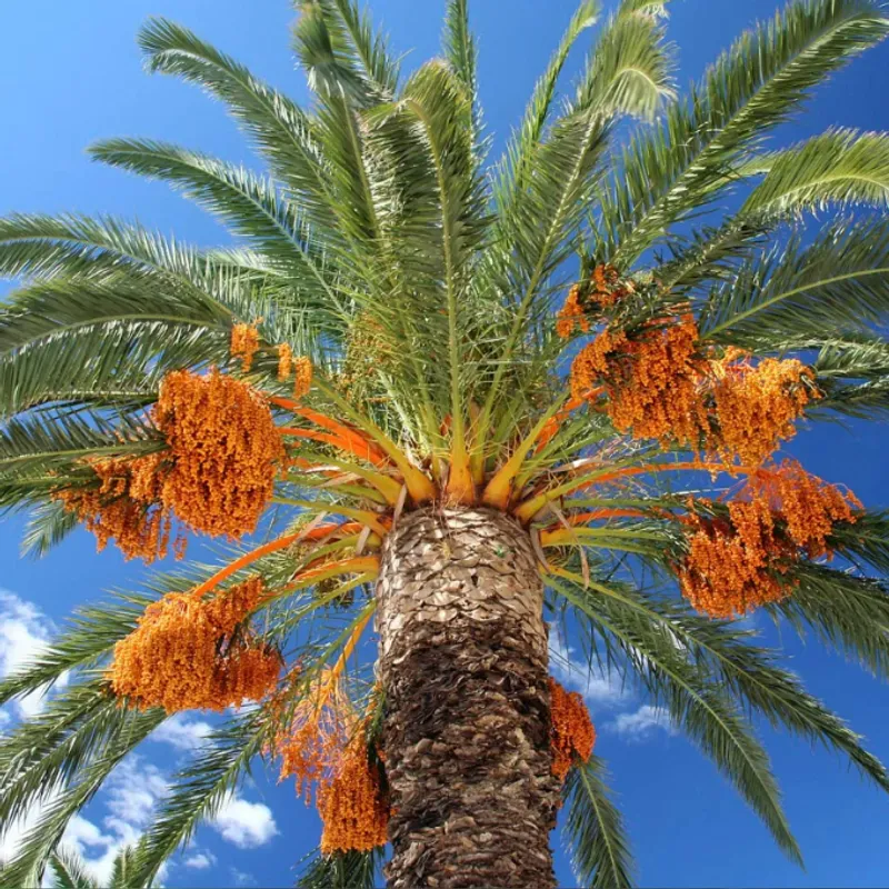 Date Palm (Phoenix dactylifera) in Arizona