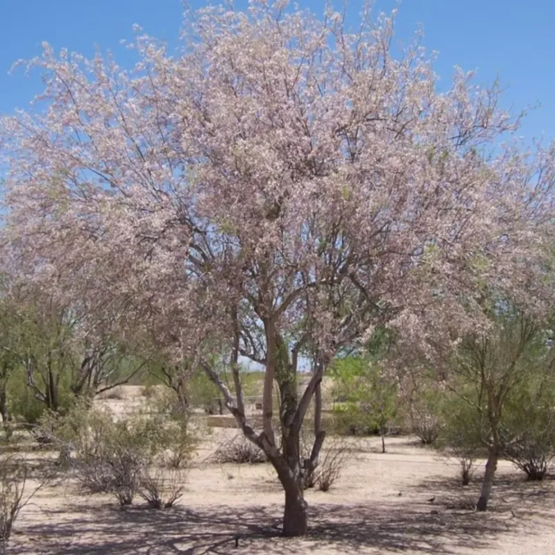 Desert Ironwood (Olneya tesota) in Arizona