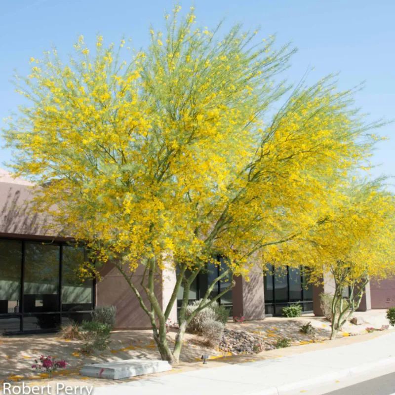 Desert Museum Palo Verde (Parkinsonia × 'Desert Museum') in Arizona