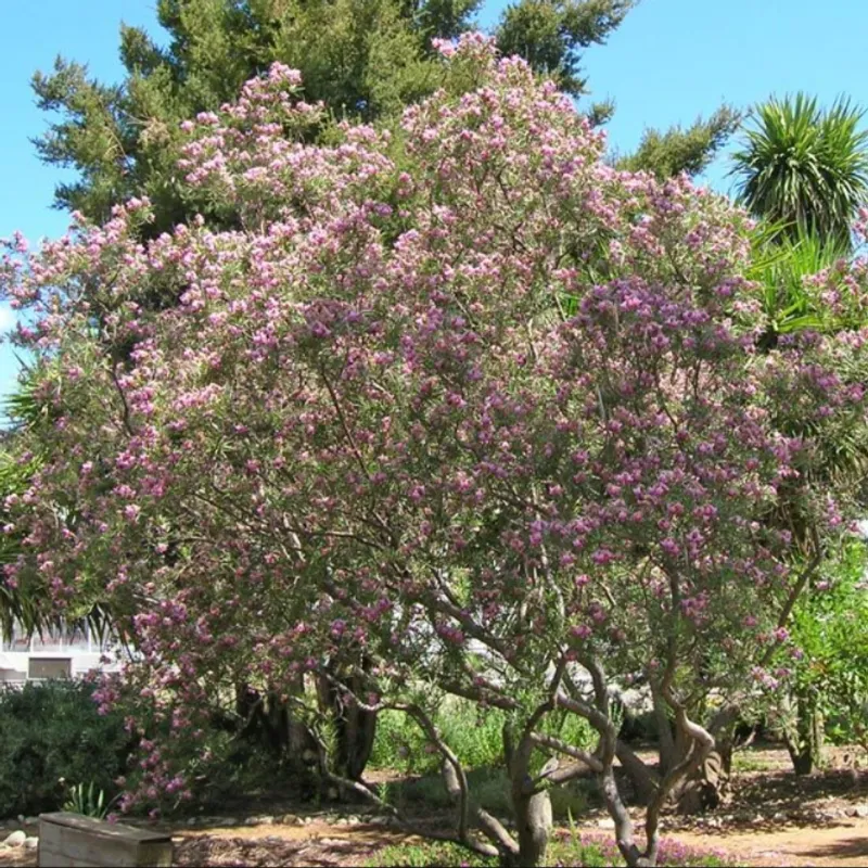 Desert Willow (Chilopsis linearis) in Arizona