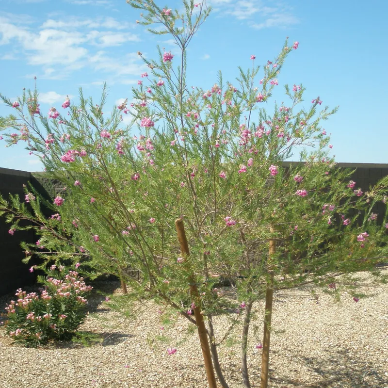 Desert Willow Hybrid (Chilopsis linearis hybrid) in Arizona