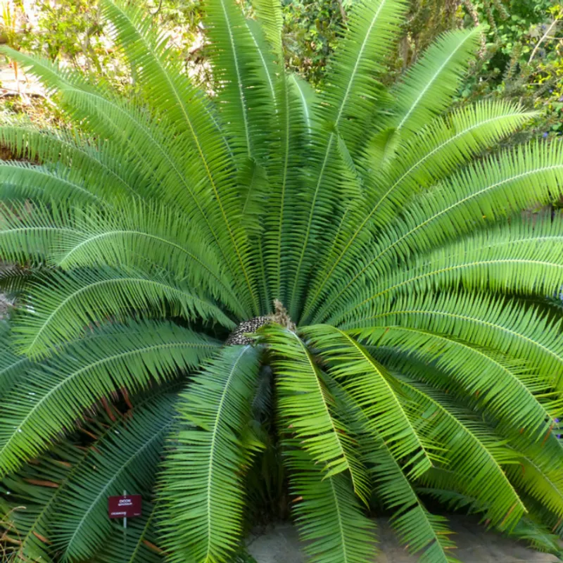 Dioon Palm (Dioon edule) in Arizona