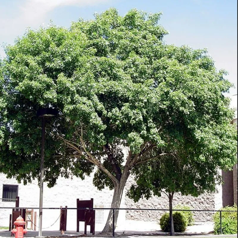 Fan Tex Ash (Fraxinus velutina 'Fan-Tex') in Arizona