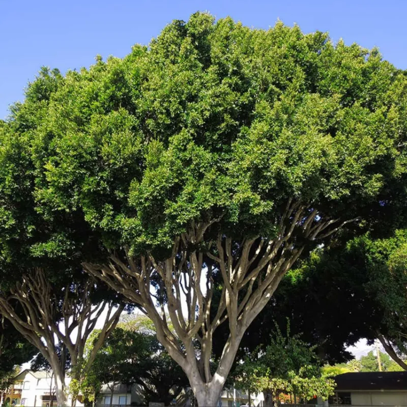 Ficus Indian Laurel (Ficus microcarpa) in Arizona
