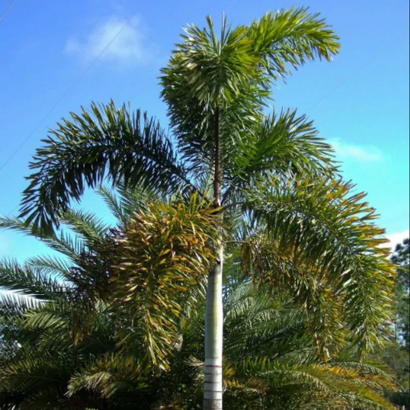 Foxtail Palm (Wodyetia bifurcata) in Arizona