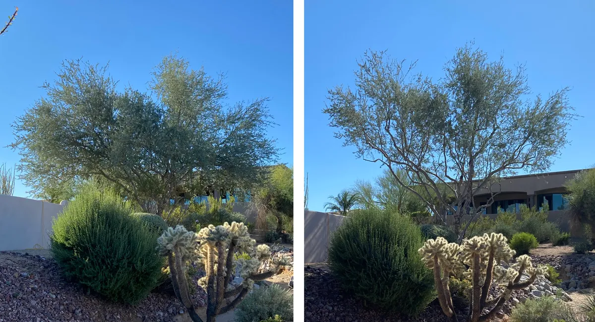 Arborist trimming a palo verde in the Phoenix metro