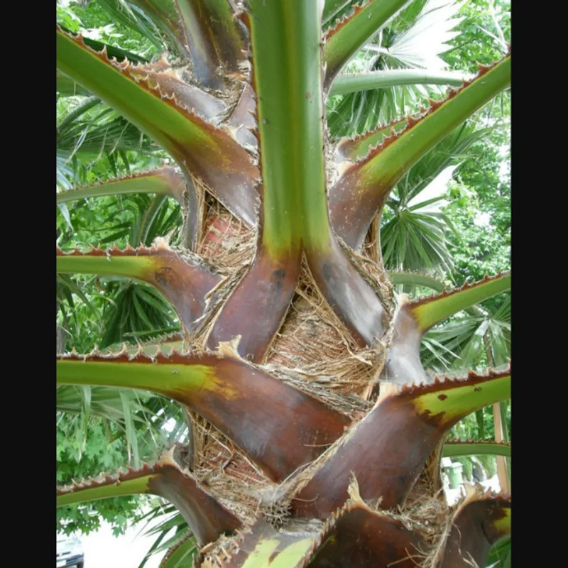 Hybrid Fan Palm (Washingtonia × filibusta) in Arizona