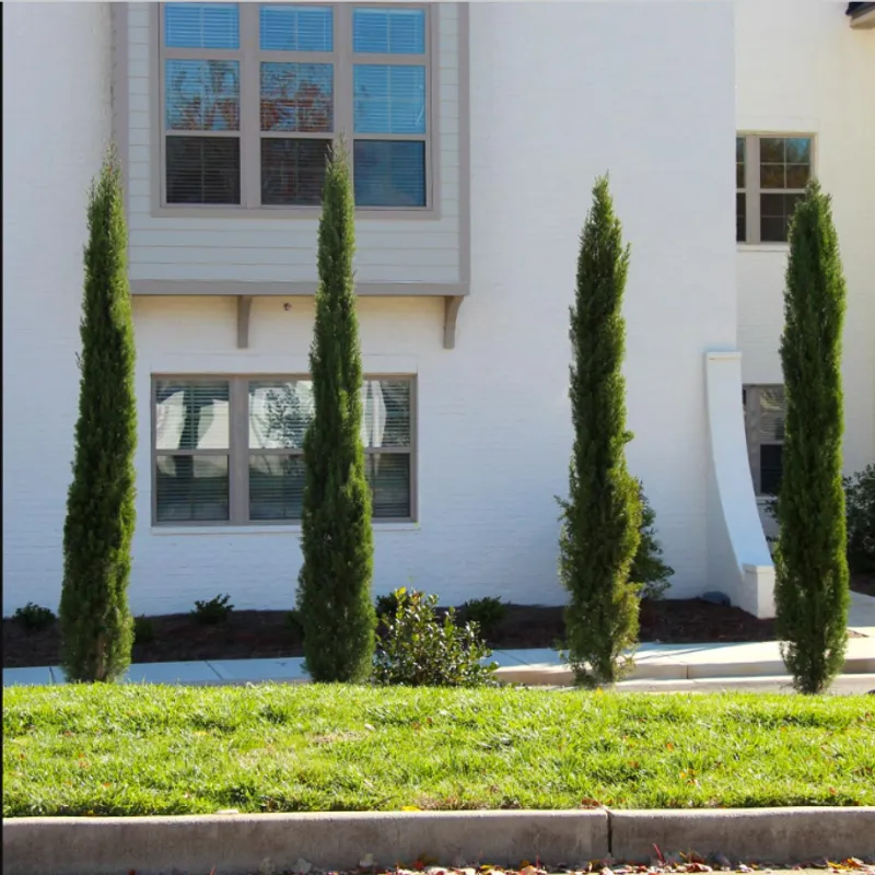 Italian Cypress (Cupressus sempervirens) in Arizona