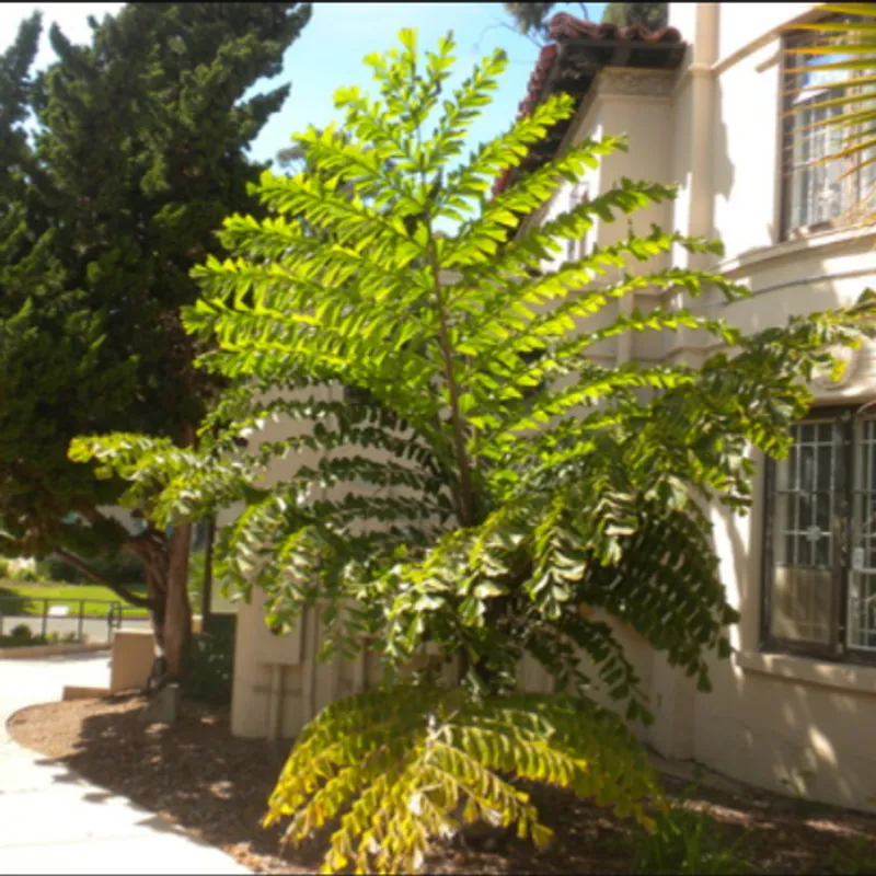 King Kong Fishtail (Caryota obtusa) in Arizona