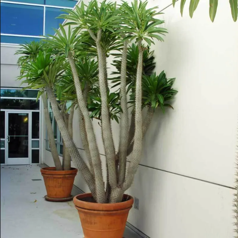 Madagascar Palm (Pachypodium lamerei) in Arizona