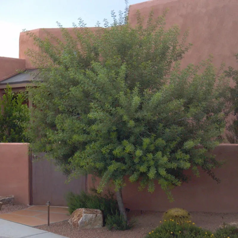 Mastic Tree (Pistacia lentiscus) in Arizona