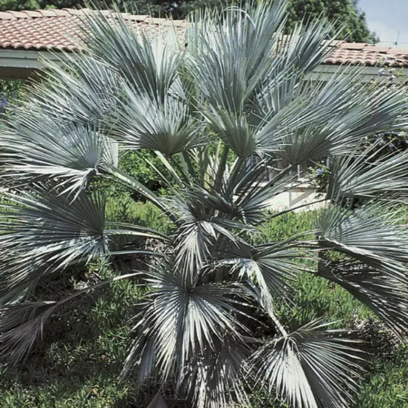 Mexican Blue Palm (Brahea armata) in Arizona