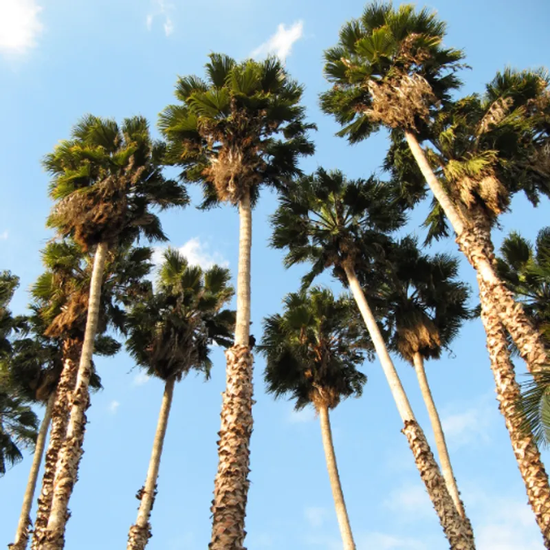Mexican Fan Palm (Washingtonia robusta) in Arizona