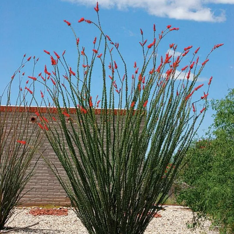 Ocotillo (Fouquieria splendens) in Arizona