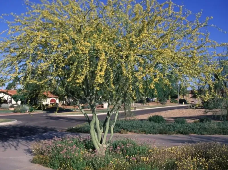 Palo Brea (Parkinsonia praecox) in Arizona
