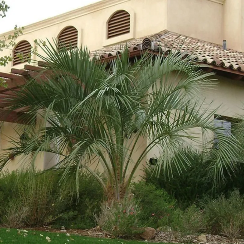 Pineapple Palm (Phoenix canariensis) in Arizona