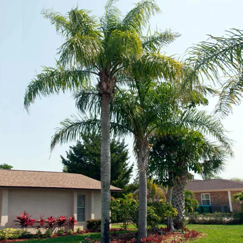 Piru Queen Palm (Syagrus romanzoffiana) in Arizona