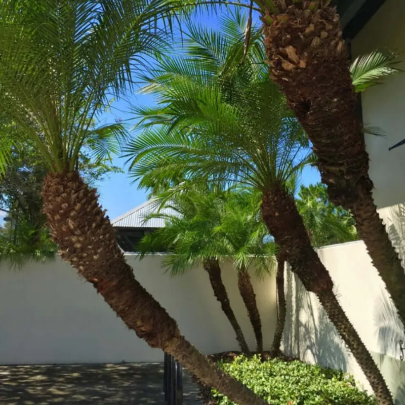 Pygmy Date Palm (Phoenix roebelenii) in Arizona