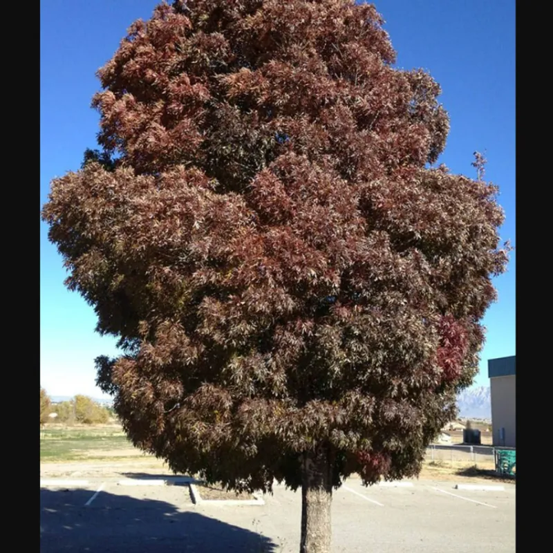 Raywood Ash (Fraxinus angustifolia 'Raywood') in Arizona