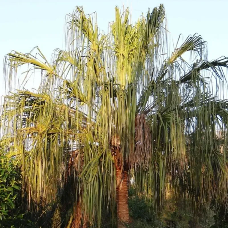 Ribbon Palm (Livistona decora) in Arizona