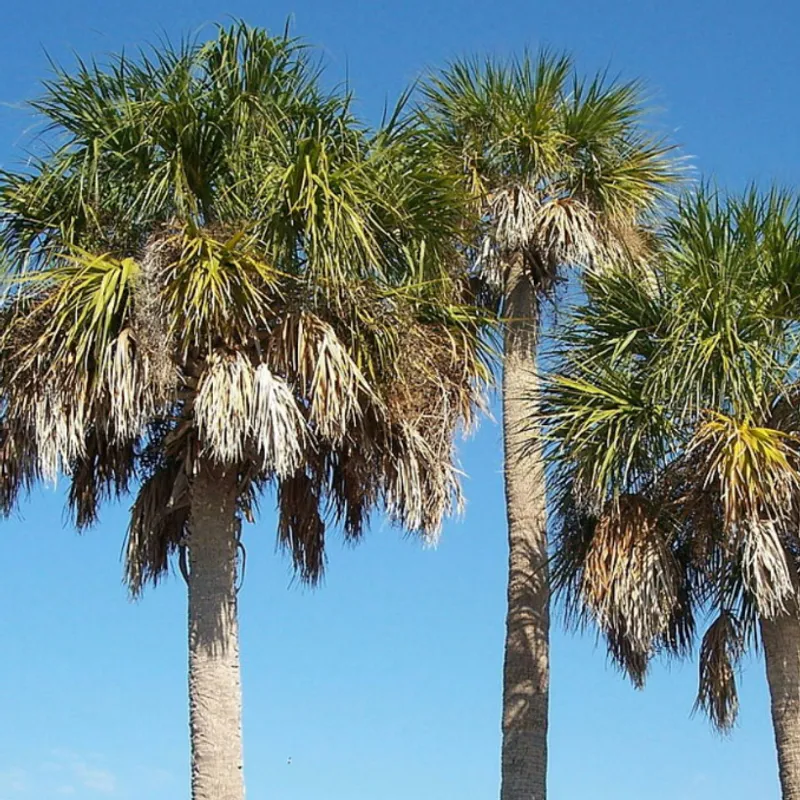 Sabal Palm (Sabal palmetto) in Arizona