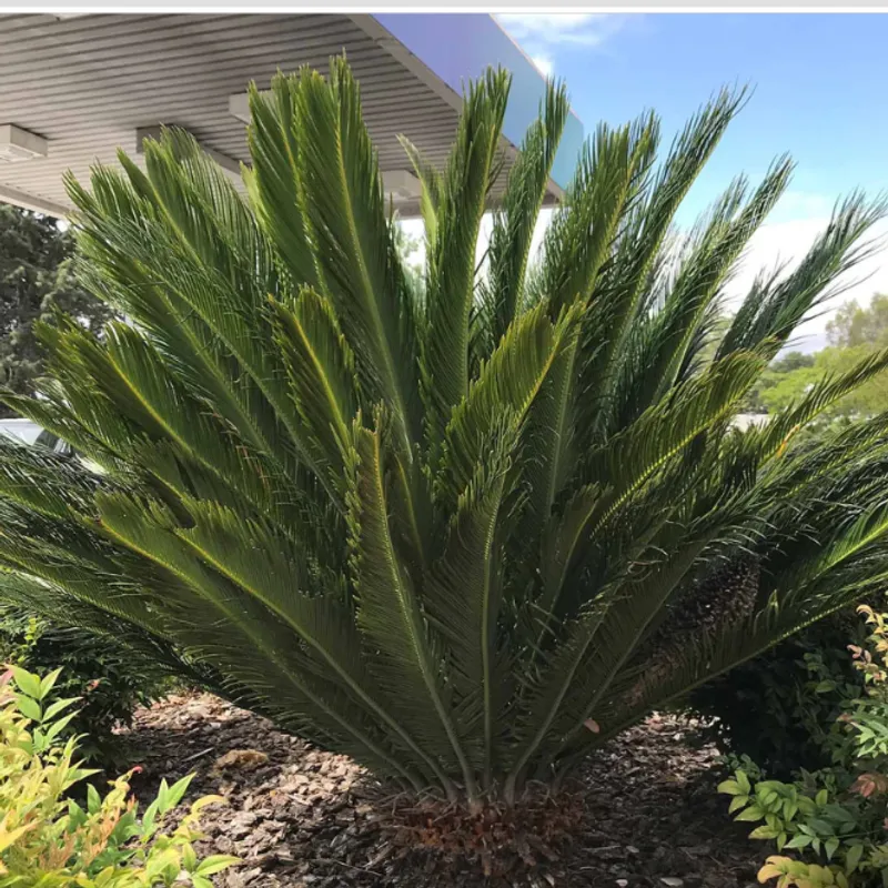 Sago Palm (Cycas revoluta) in Arizona