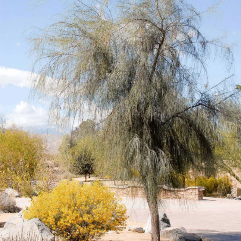 Shoestring Acacia (Acacia stenophylla) in Arizona