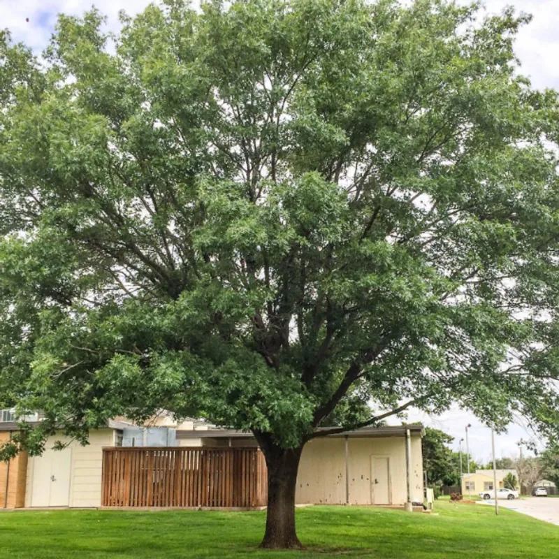 Shumard Oak (Quercus shumardii) in Arizona