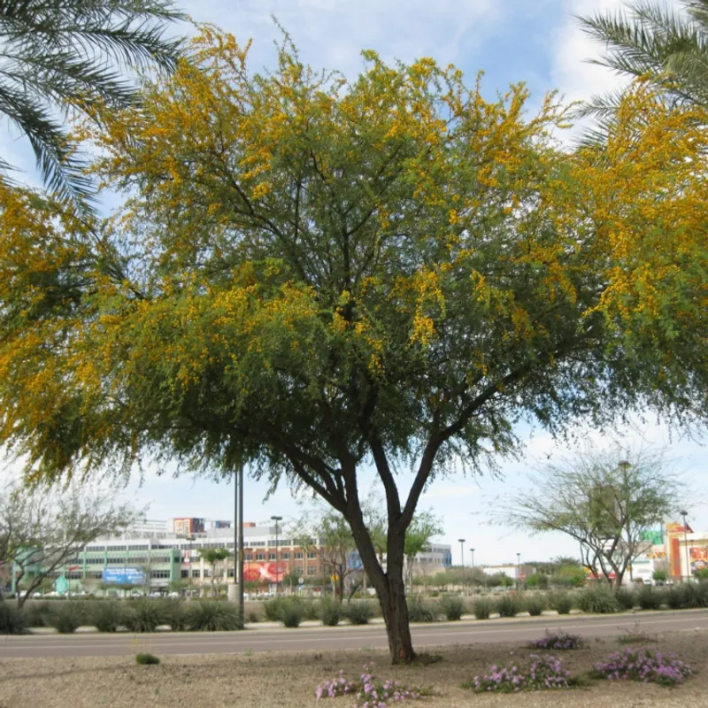 Sweet Acacia (Vachellia farnesiana) in Arizona