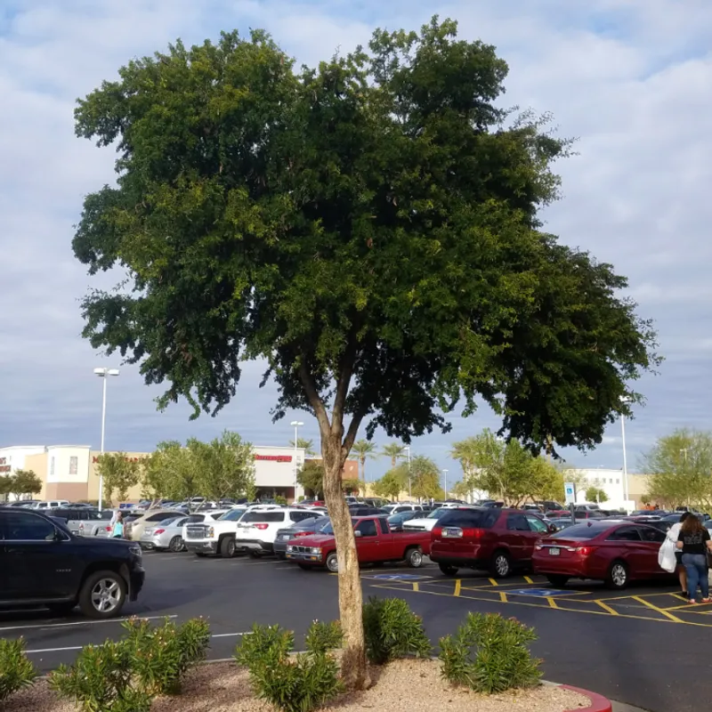 Texas Ebony (Ebenopsis ebano) in Arizona
